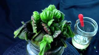 PlantB06 Cephalotus Bubble Giant  African violet pot  biweekly maintenance – 10624 [upl. by Franchot]