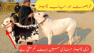 kheery Dhani Fatehjangi BachryTalagang Mandi updateDomain Mandi Ka Mallqurbani 2024 Ke bull [upl. by Weatherby]