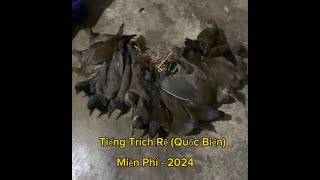 Tiếng Trích Ré Mới Nhất Năm 2024 2 vế FREE [upl. by Demb]