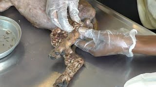 Help Dog Remove maggot from dog skin 54 [upl. by Idurt]