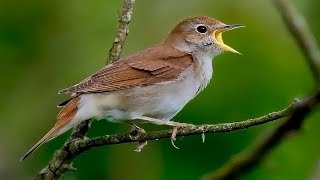 MUY DULCE LLUVIA PÁJAROS Y MÚSICA RELAJANTE ➤Alivia el Estrés y la Ansiedad ➤Sueño Profundo ⏩10H [upl. by Kenlay]