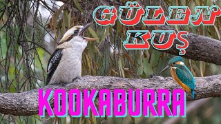 Gülen Kuş Kookaburra [upl. by Lyman]