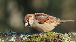 chants  cris du moineau domestique HD songs calls house sparrow [upl. by Aip865]