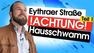 Hausschwamm und Geruchsbelästigung  Immobilien Vlog Episode 44 [upl. by Siva777]