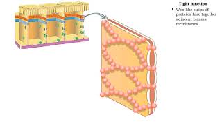 Type of Cell Junctions  Tight and Adherens Junctions [upl. by Cinamod239]