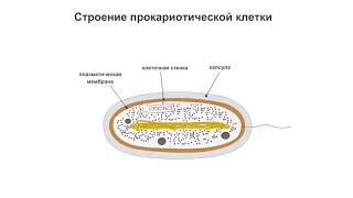 Строение прокариотической клетки [upl. by Harlie]