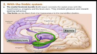 DIENCEPHALONHYPOTHALAMUS EPITHALAMUS SUBTHALAMUS 3rd VENTRICLE [upl. by Niarb]