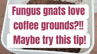 Fungus gnats love spent coffee grounds  try this tip when feedings your worm bins [upl. by Bond425]