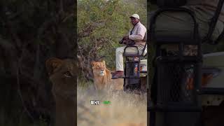 Mans Incredible Close Encounter with a Wild Lion – What Happens Next endangeredwildlife lion [upl. by Matilde616]