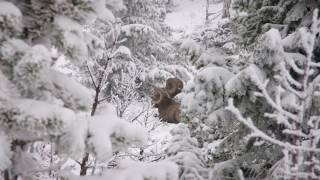 Pursuit 2014 Bighorn Sheep Hunt [upl. by Zile]