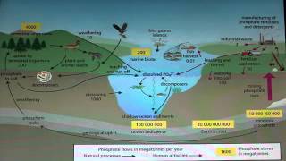 The Effects of Phosphates [upl. by Naul44]