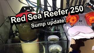 Red sea reefer 250 sump 11 month sump update New APEX DOS added [upl. by Grory696]