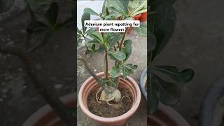 Repotting of adenium plant [upl. by Utir]