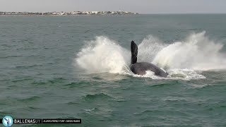 Cierre de Temporada de la Ballena Franca Austral  Punta del Este  Uruguay  2023 [upl. by Gayn]