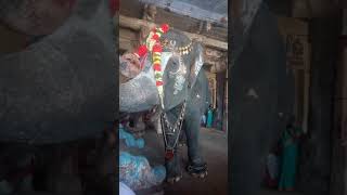 Srirangam temple elephant andal ate thiruvellarai temple prasadam [upl. by Amaty349]