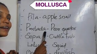 Mollusca in plus one zoology chapter2 Animal kingdomexam students zoology plustwoscience [upl. by Arrad795]