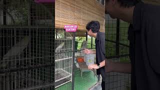 Speaking Indo To A Cockatoo 🇮🇩 [upl. by Atinahs]