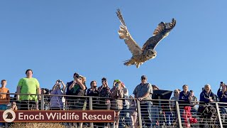 3 Great Horned Owls Released Back to the Wild [upl. by Nicole]