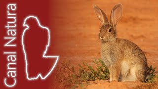 Conejo Oryctolagus cuniculus Rabbit 4K [upl. by Kelton]