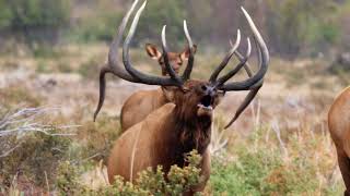 BULL ELK BUGLING ELK RUT 2020 4k [upl. by Nosyd125]