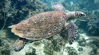 Venez nager avec une tortue  La plongée sous marine à Koh Samui  Thaïlande [upl. by Dickman]