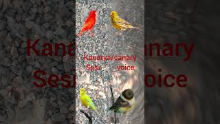 Kanarya sesi  canary voicekanaryasesi [upl. by Dietrich]