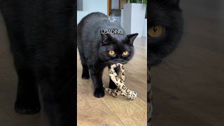 Any tips on how Purrcival can get his Sweet Stick seen catbehavior funnycatvideos blackcat cat [upl. by Solomon]