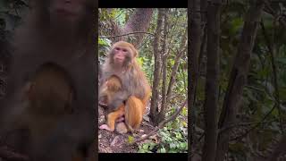 comedy realfoolscomedy surajroxfunnyvibeo monkey funny surajroxfunny fun surajroxfun [upl. by O'Donoghue]