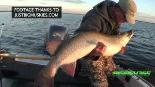 Big Fish 365 Episode 12 ESOX Superfish Huge Mille Lacs Muskies Huge Green Bay Muskies [upl. by Ranchod]