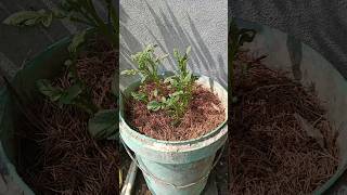 Potato plants 10 day later😍 indianfarmer phoolpatte gardening indianterracegardening viralshort [upl. by Stark]