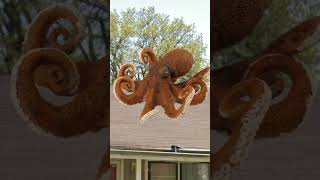 Octopus Found On Google Earth  fyp googleearth googleearthcrazyfounds facts halloween [upl. by Stefa]