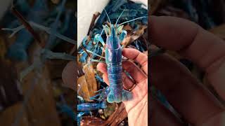 Lobster air tawar redclaw eksotik Kualitas bukan kaleng kaleng [upl. by Nitsud]