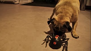 Pug vs Spider [upl. by Sairacaz]