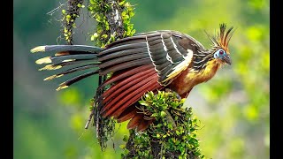 The Hoatzin [upl. by Ardath]