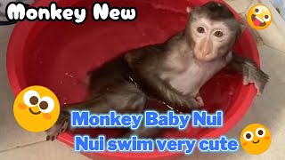 Monkey Baby Nui My mother doesnt love Nui anymore Does anyone love Nui [upl. by Aymahs439]