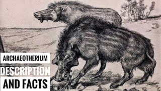 Archaeotherium  Description and Facts [upl. by Raeann]