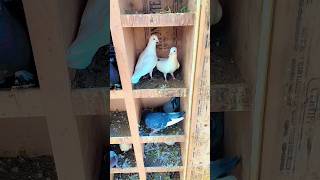 Kabutar Pakdi🕊 pigeon vlog minivlog birds petvlogger petlover budgiegar funny ytshortsvideo [upl. by Bigler]