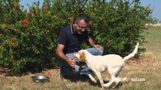 Les ordres de base du chiot  PARTIE 2⎜ROYAL CANIN® [upl. by Yecies732]