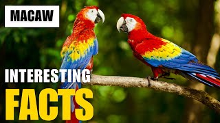 Exploring the Fascinating World of Macaw  Interesting Facts  The Beast World [upl. by Graff]