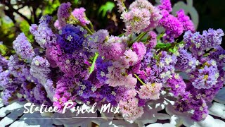 Limonium Sinuatum Statice Flowers Perfect for flower vase amp DIY projects [upl. by Mariano]