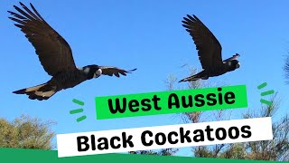 Black Cockatoos of SW Western Australia – Baudin’s Carnaby’s and Forest Redtailed Black Cockatoos [upl. by Nac]