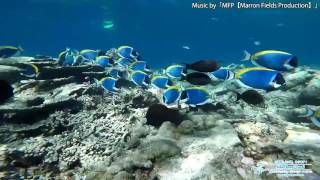 Constance Moofushi snorkeling extravaganza [upl. by Araihc973]