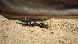 Speedy the Young BroadHeaded Skink 011324 🎶 musicvideo speedytheskink [upl. by Akim]