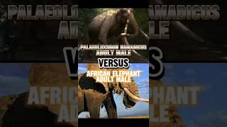 palaeoloxodon namadicus Vs African elephant edit viral viraledit [upl. by Enilasor]