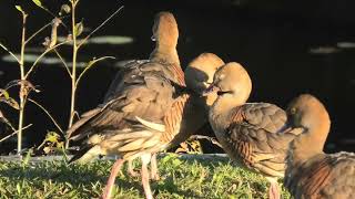 Plumed Whistling Duck 52 [upl. by Teews]