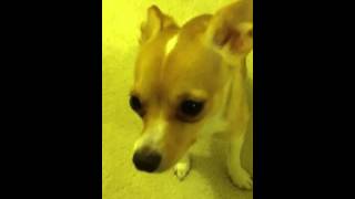 Dog crying when yelled at [upl. by Hartwell]