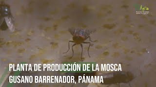 Planta de producción de la mosca Gusano Barrenador Pánama  TvAgro por Juan Gonzalo Angel Restrepo [upl. by Atikehs]