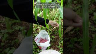 Maize Golden Harvest  Growing Sweet Corn at Home [upl. by Anilas]