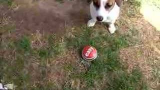 Jack Russell Shortie using the Staples Easy Button [upl. by Kliman]