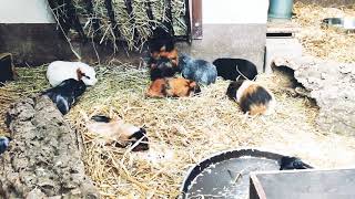 Meerschweinchen Zoo Vivarium Darmstadt Video [upl. by Charmain]